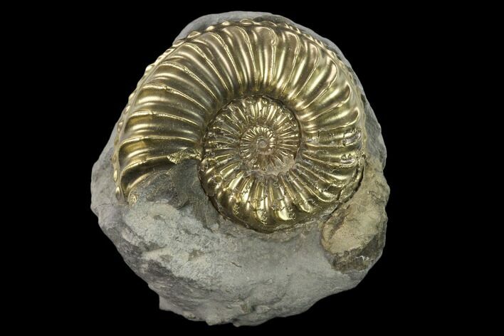 Pyritized (Pleuroceras) Ammonite Fossil - Germany #131096